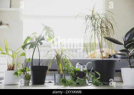 Case plands in vaso, annaffiatoio, spruzzatore su sfondo grigio. Raccolta di varie piante verdi tropicali in diversi vasi. Giardinaggio domestico, cura abou Foto Stock