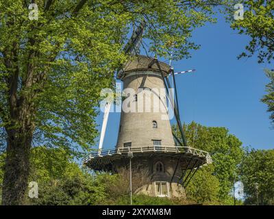 Mulino a vento alto di fronte a un cielo azzurro e circondato dal verde della natura, alkmaar, paesi bassi Foto Stock