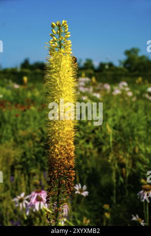 Candela trapuntata (Eremurus pinoccio) Foto Stock