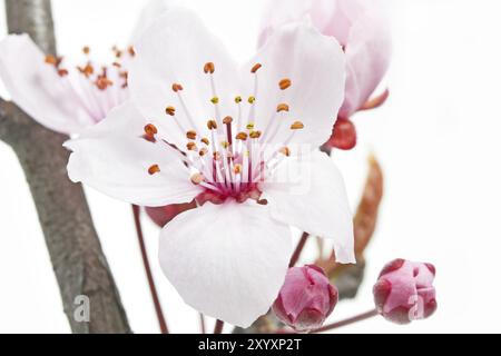 Fiore della prugna a foglia viola (Prunus cerasifera nigra) Foto Stock