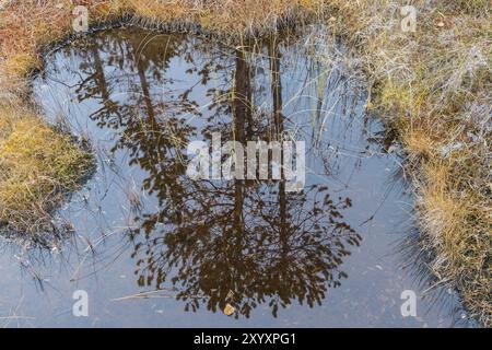 Pini riflessi in un lago paludoso, Norrbotten, Lapponia, Svezia, settembre 2014, Europa Foto Stock