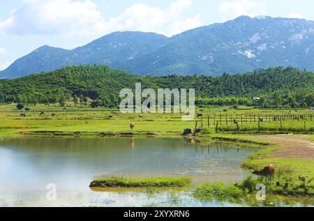 Il Vietnam. Mucca di pascolare su un campo verde. Paesaggio Foto Stock