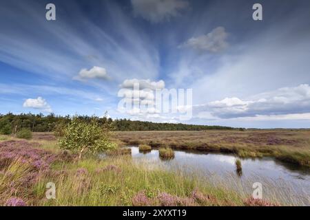 Cielo blu sulla palude con erica fiorita Foto Stock