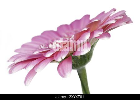 Rosa gerbera, primo piano Foto Stock