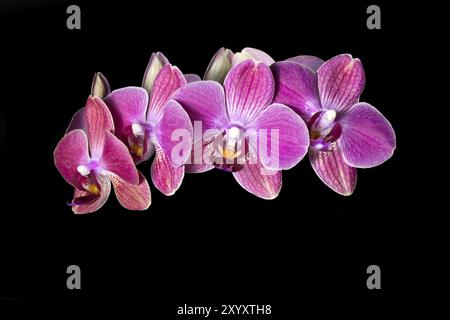 Orchidea viola su sfondo nero Foto Stock