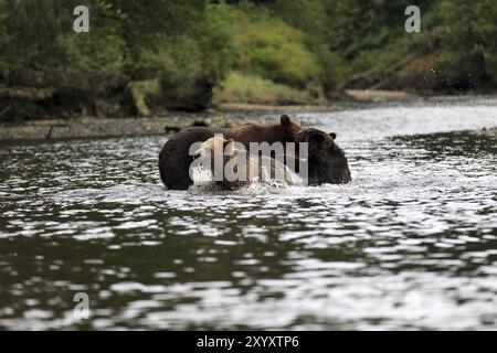 Grizzly Orso in Knight Inlet Foto Stock