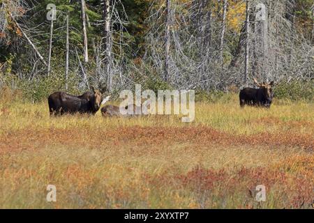 Famiglia Moose nel parco provinciale di Algonquin in Canada Foto Stock