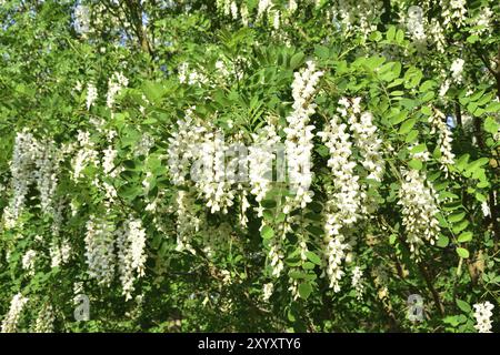 Robinia pseudoacacia, comunemente nota come locusta nera. Blueten der Gewoehnlichen Robinie Foto Stock