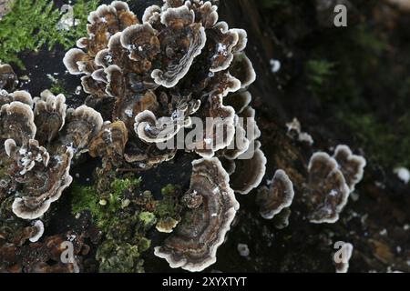 Funghi a farfalla Foto Stock