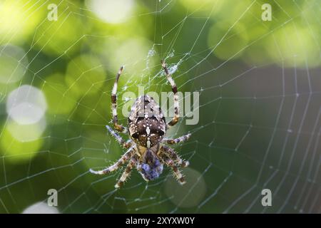 Kreuzspinne Foto Stock