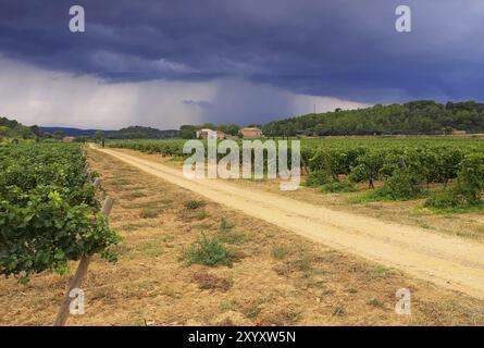 Vigneto a Corbieres, paesaggio nel sud della Francia, vigneto a Corbieres, paesaggio nel sud della Francia Foto Stock