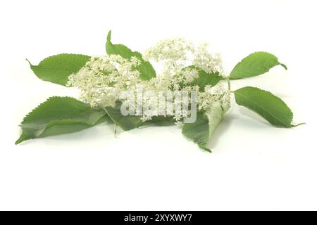 Un rametto di sambuco con fiori su sfondo bianco Foto Stock