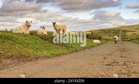 Pecore a camminare su una strada di campagna tra Trecastle e Llanddeusant in Powys, Wales, Regno Unito Foto Stock