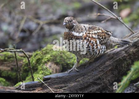 Hazel Grouse, Tetrastes bonasia, sinonimo: Bonasa bonasia, Hazel Grouse Foto Stock