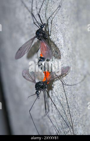 Un paio di mosche gru (Tipula) impegnati in un rituale di accoppiamento. Le gambe lunghe e delicate e gli addome arancioni vibranti sono chiaramente visibili su una superficie Foto Stock