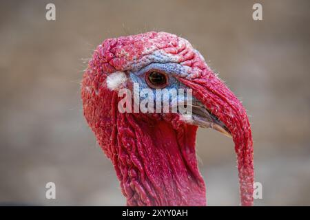 La turchia interna (Meleagris gallopavo domesticus). tacchino domestico maschile che mostra sessualmente mostrando lo snood appeso al becco, la carunca Foto Stock