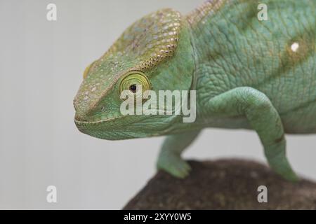 Chameleon su un ramo con contatto visivo con lo spettatore. scala verde, gialla rossa. Primo piano dettagliato dell'interessante rettile Foto Stock