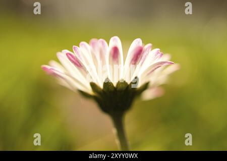 Margherita con un sacco di bokeh su un prato. Luminoso fuori fuoco sul fiore. Colori delicati in natura Foto Stock