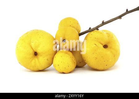 Raccolta di frutti di cotogna gialli isolati su sfondo bianco, profondità di campo completa, Chaenomeles japonica o cotogna giapponese Foto Stock