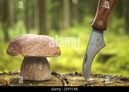 Fungo della famiglia Boletaceae, comunemente indicato come un penny bun o cep e coltello con lama curva poggiante sopra un moncone di legno, la scena cattura na Foto Stock