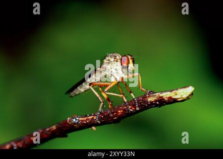 Una mosca rapinatrice è appollaiata su un ramo. Ha grandi occhi composti, un corpo brillante e gambe forti. La mosca è principalmente giallo-marrone, con tre verti neri Foto Stock