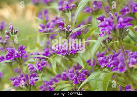 Wind-Brandkraut, Phlomis herba-venti, Phlomis herba-venti, un fiore selvatico viola Foto Stock