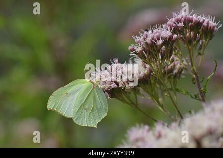 Gonepteryx rhamni, noto come la pietra miliare comune. Farfalla di limone femmina su un fiore Foto Stock