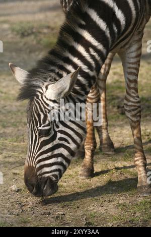 Zebra di Grant (Equus burchelli granti) Foto Stock