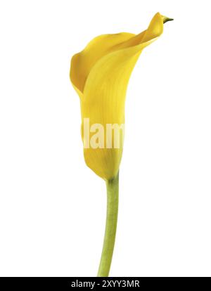 Uno giallo cala lily isolato su bianco Foto Stock