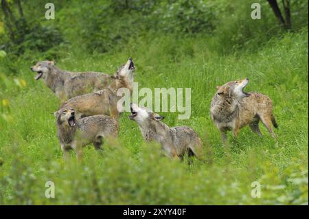 Lupi ululanti, Canis lupus Foto Stock