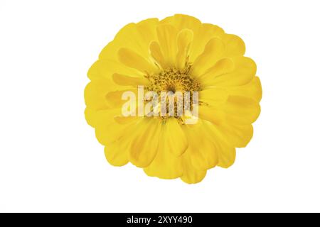 Zinnia gialla (Zinnia violacea), opzionale Foto Stock