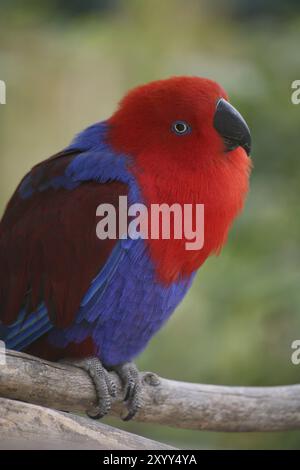 Eclectus roratus (femmina), il maschio è di colore completamente diverso (verde con fianchi rossi e becco superiore giallo). A causa di queste diverse colorazioni Foto Stock