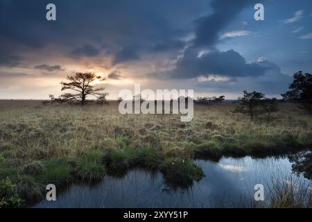 Calmo tramonto sulle paludi con piccoli pini, Fochteloerveen, Drenthe Foto Stock