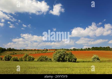 Molti fiori di papavero su un campo di grano con semi di papavero che fioriscono di fronte al cielo blu Foto Stock