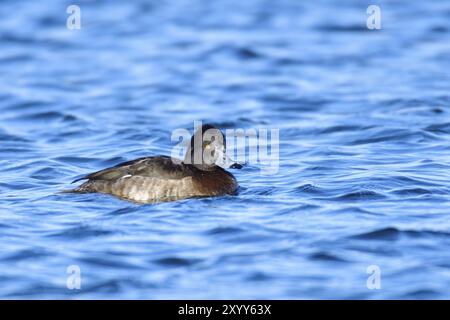 Una femmina di anatra tufata nuota in un lago. Anatra tufted femmina in inverno Foto Stock