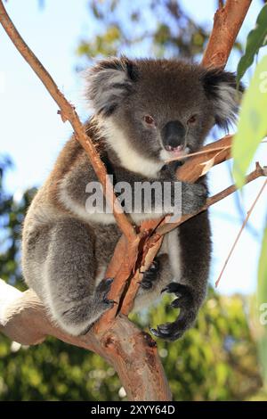 Orso di koala che sale su un albero Foto Stock