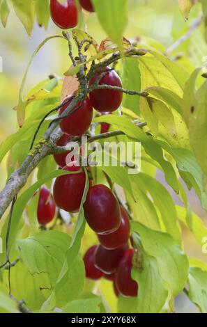 Ciliegio corneliano, Cornel europeo 06 Foto Stock