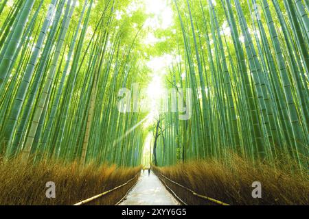 La gente di mattina presto cammina attraverso la strada alta della linea di alberi di bambù di Arashiyama Bamboo Grove a Kyoto, Giappone, Asia Foto Stock