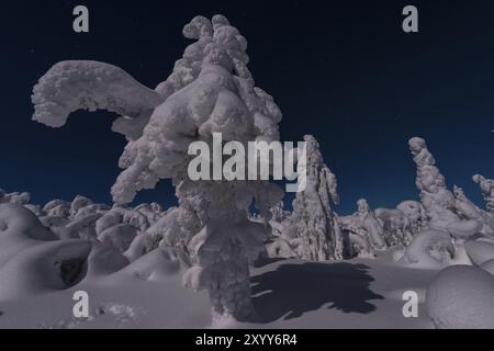 Paesaggio innevato al chiaro di luna, Gaellivare, Norrbotten, Lapponia, Svezia, dicembre 2012, Europa Foto Stock