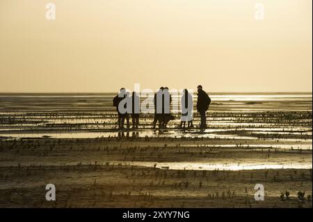 Escursionista nelle distese fangose, tramonto, Wyk, Foehr, Frisia settentrionale, Schleswig-Holstein, Germania, Europa Foto Stock