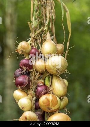 Diversi tipi di cipolle legate a una treccia davanti a uno sfondo verde sfocato Foto Stock