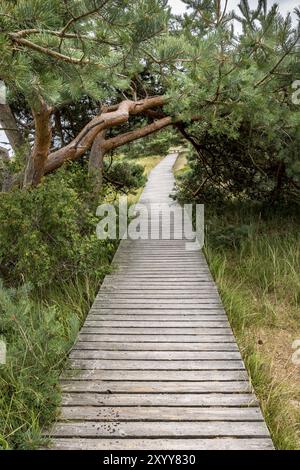 Passerella in legno attraverso dune nella riserva naturale sulla costa del Mar Baltico con pini ed erba Foto Stock