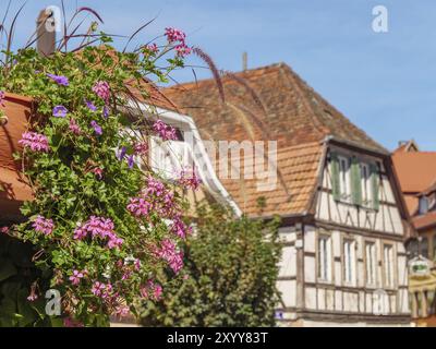 Fiori in fiore vicino alle tradizionali case in legno poste sotto un cielo azzurro, Weissenburg, Alsazia, Francia, Europa Foto Stock