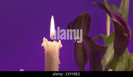 Fiamma di candela e setti viola del giglio Calla (Zantedeschia) illuminati dalla luce di candela su sfondo violetto con spazio copia libero Foto Stock