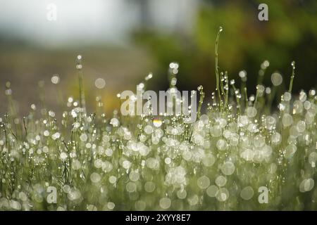 Primo piano dell'erba nel campo, con gocce d'acqua sparse sulle lame d'erba. Le lame di erba brillano sulla superficie. Le goccioline o Foto Stock