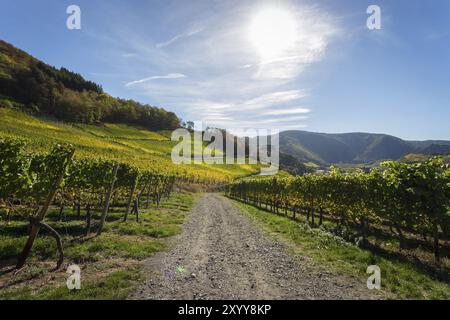 Foglie di vite colorate al sole autunnale sui vigneti lungo il percorso escursionistico dei vini rossi nella valle dell'Ahr Foto Stock