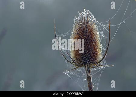 Testa di selle selvaggia con ragnatele e scintillanti gocce di rugiada, copia lo spazio sullo sfondo sfocato Foto Stock