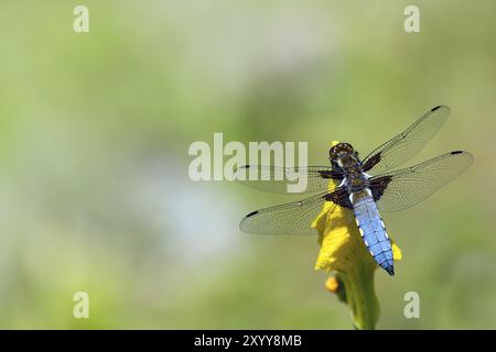 Libellula blu, Libellula depressa, corposo inseguitore, uomo, seduto su un fiore giallo, sfondo sfocato con spazio copia Foto Stock