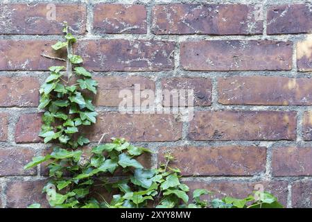 L'edera ricomincia a crescere su un muro di mattoni, i resti di rotoloni aerei lacerati possono ancora essere visti, concetto di fondo, potere della natura Foto Stock