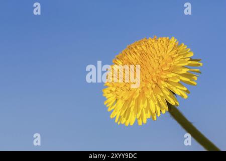 Una fiorente tarassaco con cielo blu sulla giornata di sole Foto Stock